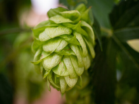 Hop cone in close up detail, isolated on soft background with room for copy