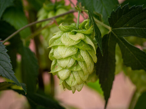 Hop cone dangling on vine with leaves, close up detail