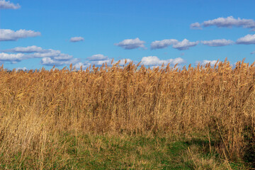 Fototapeta premium dry reeds against the blue sky
