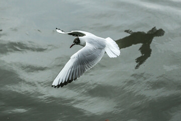Seagull
