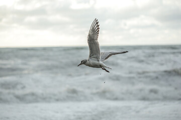 Seagull