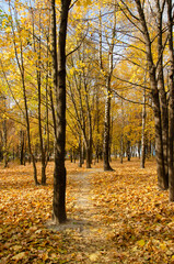 Fototapeta premium Path between trees with yellow leaves in city park with copy space. Warm autumn day in park with yellow trees on background of blue sky. Autumn forest.