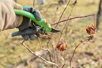 Seasonal spring work in the garden backyard, pruning a rose bush with pruning shears.