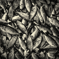 Fototapeta premium A background of a lot of fish
