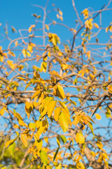 Autumn colors in the caatinga forest, tree with yellow leaves and blue sky background - Oeiras, Piaui state, Brazil