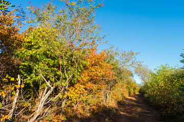 Fototapeta na wymiar A path in the colorful caatinga forest in autumn (beginning of the dry season), trees losing their leaves - Oeiras, Piaui state, Brazil