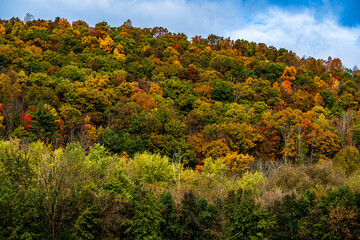 autumn trees in the mountains