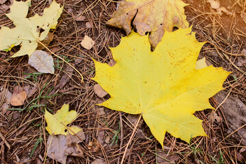 Dry yellow-orange maple leaf on the ground in the forest