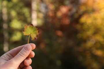 Woman holding beautiful leaf outdoors on autumn day, closeup. Space for text