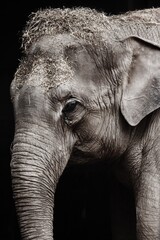 Elephant:)