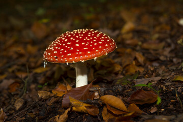 Fly Agaric (Amanita muscaria) amidst leaves on the ground in a forest