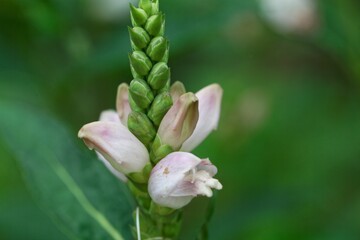 Flower of a white turtlehead, Chelona glabra.