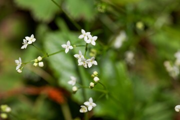 Flower of the Bedstraw plant Galium pusillum