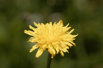 Flower of a false dandelion, Hypochaeris radicata