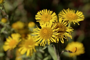 British yellowhead, Inula britannica