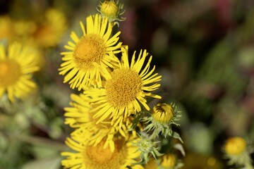 British yellowhead, Inula britannica