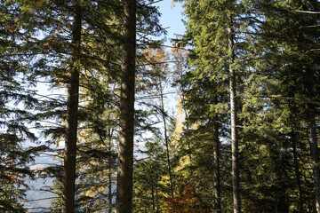 Fototapeta premium Picturesque view of beautiful coniferous forest on sunny day