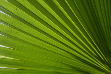 Obraz premium Tropical green background. Palm leaf texture, palm coconut foliage nature green background.