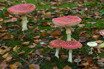 Four Fly Agarics (Amanita muscaria) and some other mushrooms between leaves on the ground