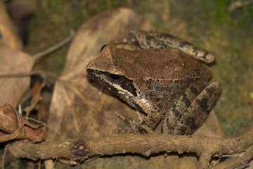 Greek Stream Frog (Rana graeca) adult resting on a leaf in a creek