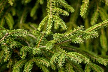 close up of fir tree
