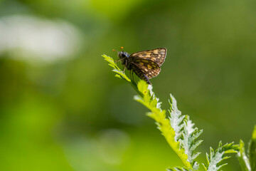 Chequered Skipper (Carterocephalus palaemom) resting on a leaf