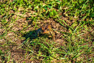 frog on the grass