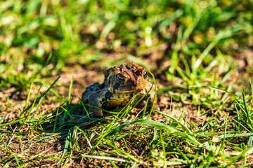 frog in the grass
