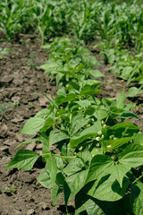 Young bean bushes grow in the garden bed. Flowering leguminous plants. Organic farming, healthy eating.