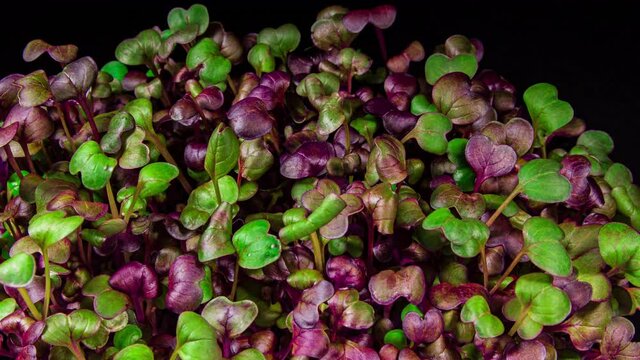 Radish Sango Microgreens Moving Seedling in Timelapse. Fresh Sprouts Grows Up Fast Concept