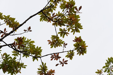 autumn oak leaves against overcast skies