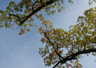 tree in the sky