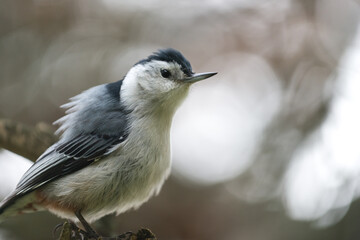 white-breasted nuthatch (Sitta carolinensis) close up