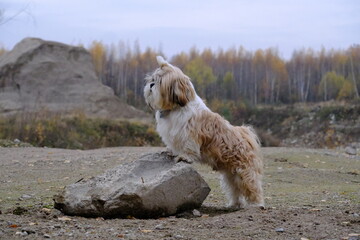 shih tzu dog sits on a rock in the park