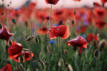 Close up of red poppy flower on the field.