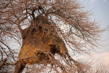 A large bird's nest in a tree in Etosha National Park. Namibia