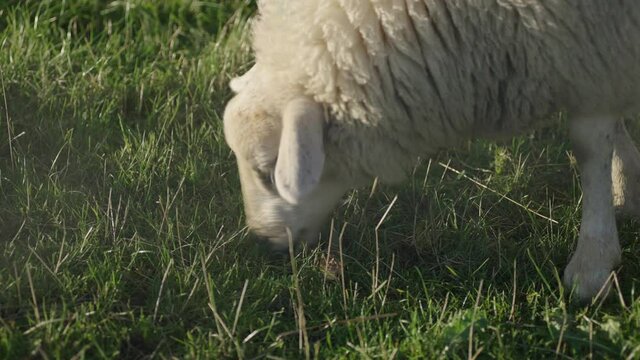 Schaf beim Grasen