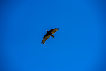 A vulture soars through the empty blue sky