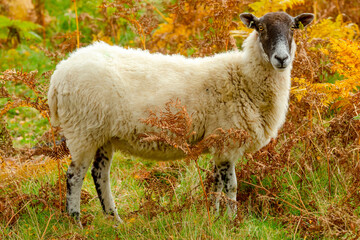 Naklejka premium Highland mule ewe or female sheep stood in golden bracken in Autumn. Facing forward. Glen Strathfarrar in the Highlands of Scotland. Horizontal. Space for copy.