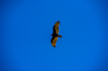 A vulture soars through the empty blue sky