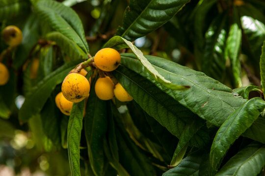 medlar tree. Turkish national fruit medlar, ripe fruits on the tree. natural products, fruits