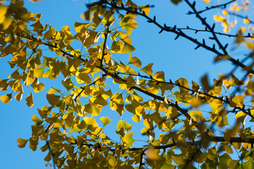 autumn gingko leaves against blue sky