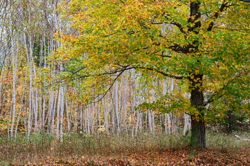 661-38 Maple & Birch