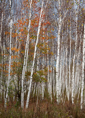 Fototapeta premium 662-10 Birch Tree Trunks & Maple