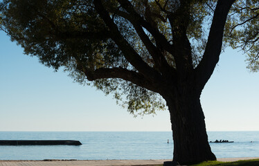 Fototapeta na wymiar tree on the beach