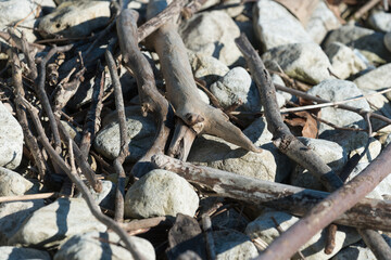 driftwood and stones