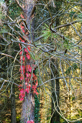 Autumn scenery in arboretum Tesarske Mlynany, Slovakia