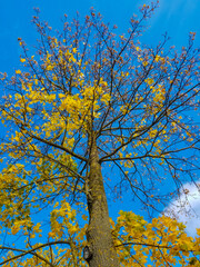 Obraz na płótnie Canvas bottom view of a maple tree in autumn, with yellow leaves. Against the background.