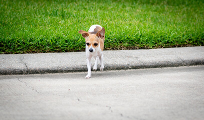 Chihuahua crossing the street
