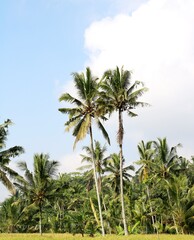 Fototapeta premium palm trees